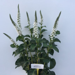 Lysimachia B. Annelie ®