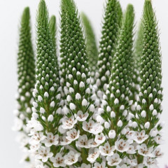 Lysimachia B. Elisabeth ®