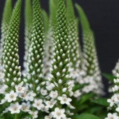 Lysimachia B. Martha ®