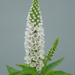 Lysimachia Marylin ®