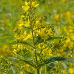 Lysimachia Vulgaris