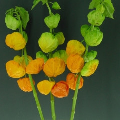 Physalis a. Jumbo