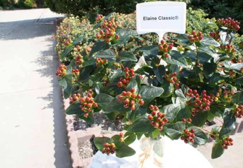 Elaine Classic (Verelaicla)