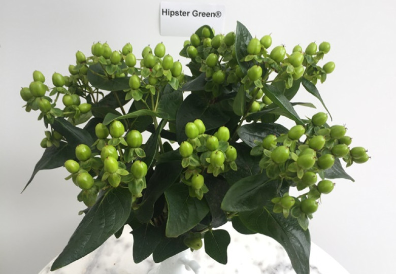 Hipster Green (verhipgreen)®