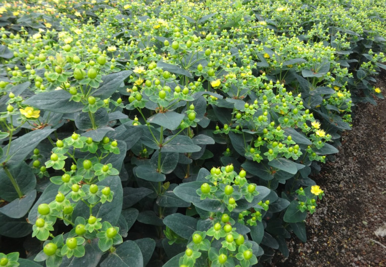 Hipster Green (verhipgreen)®