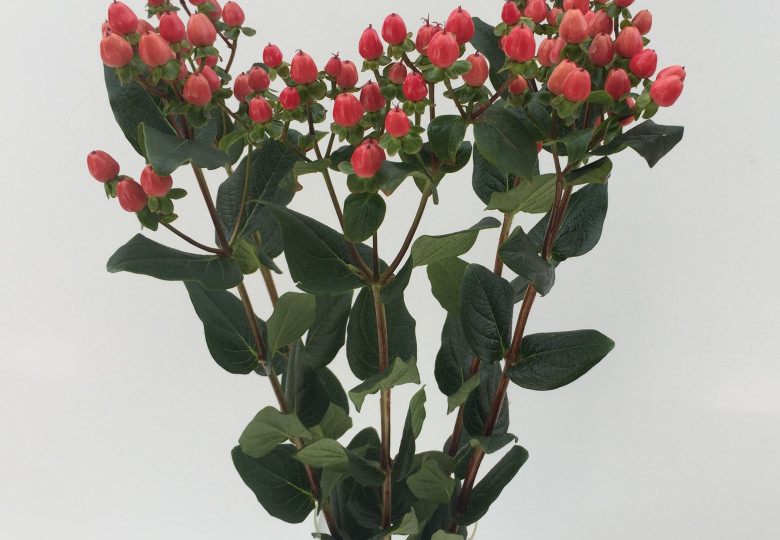Hipster Red (verhipred)®