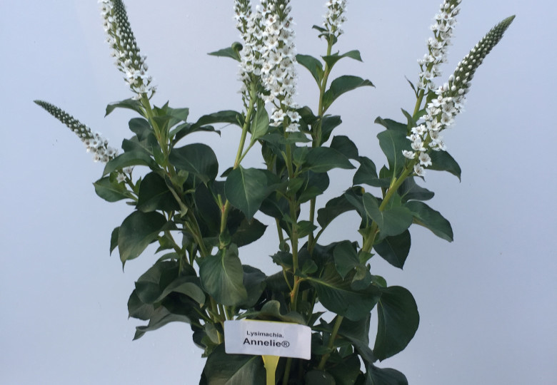 Lysimachia B. Annelie ®