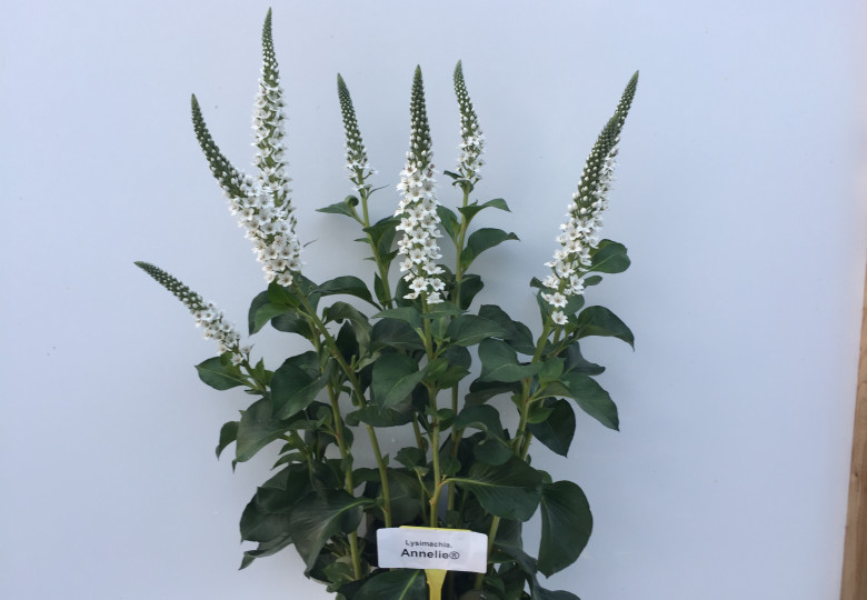 Lysimachia B. Annelie ®
