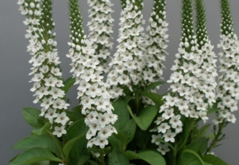 Lysimachia B. Elisabeth