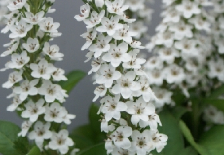 Lysimachia B. Elisabeth