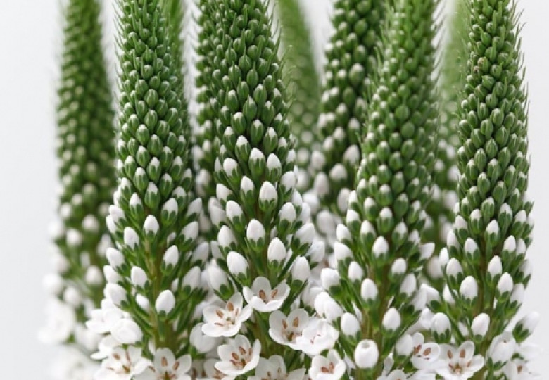 Lysimachia B. Elisabeth