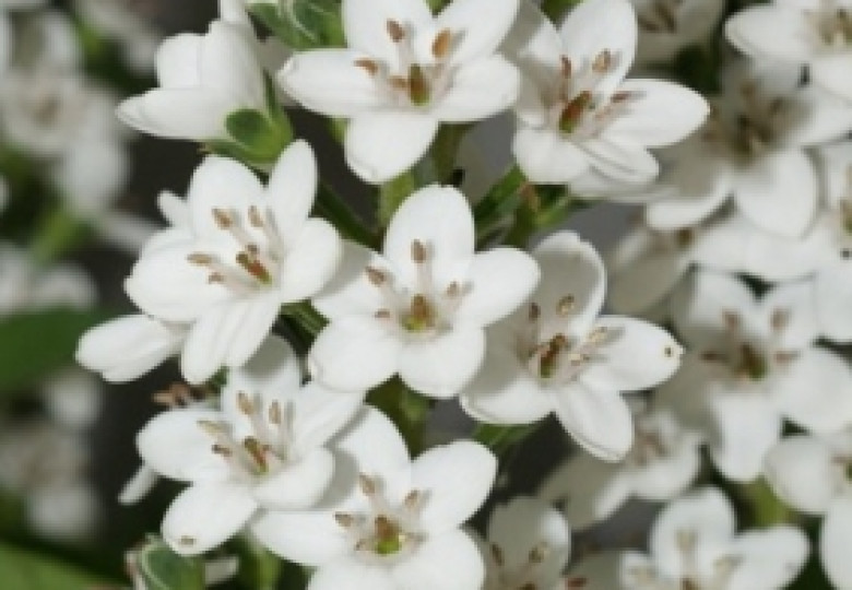 Lysimachia B. Elisabeth