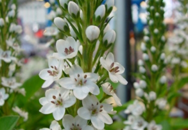 Lysimachia B. Elisabeth