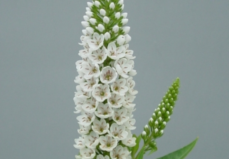 Lysimachia Marylin
