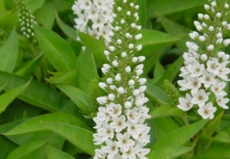 Lysimachia Marylin