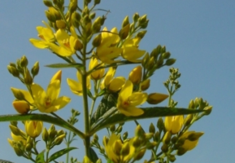 Lysimachia Vulgaris