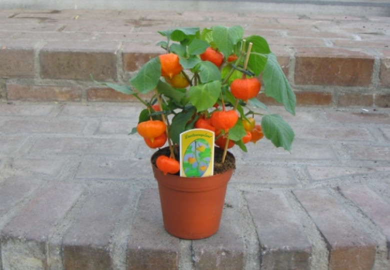 Physalis A. Benjamin