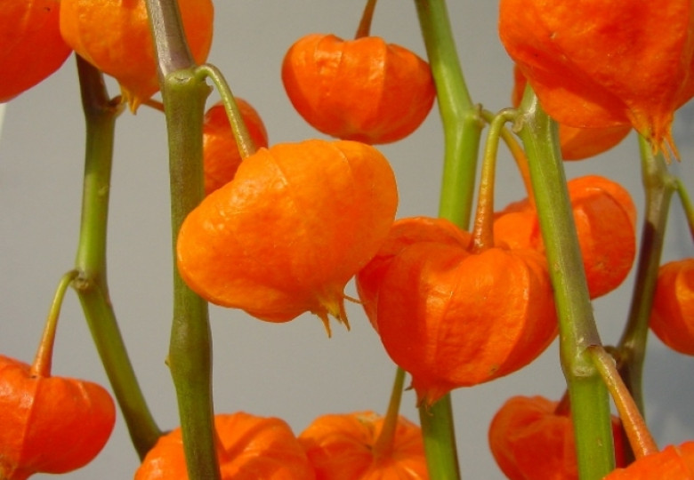 Physalis A. Benjamin