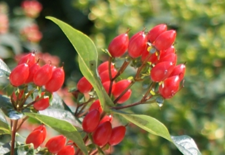 Red Classic (Verredcla)