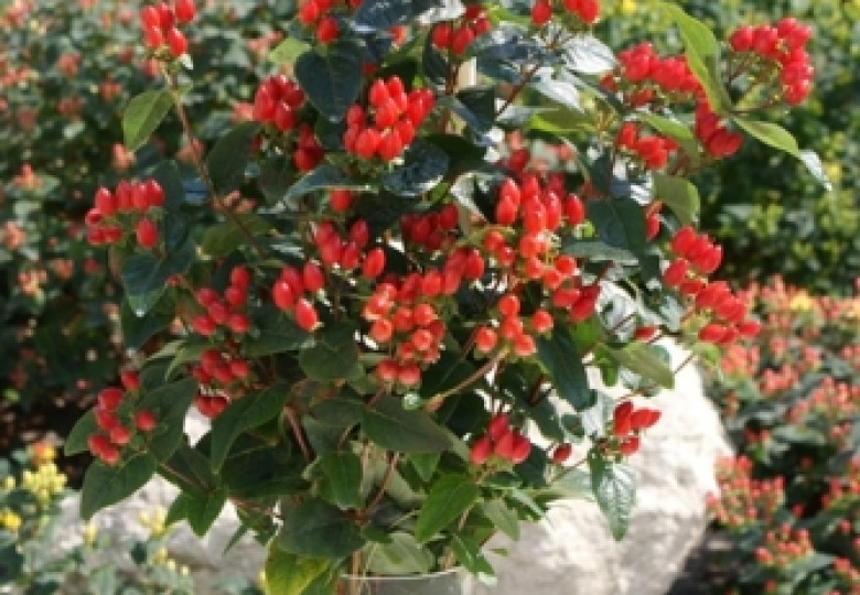 Red Classic (Verredcla)