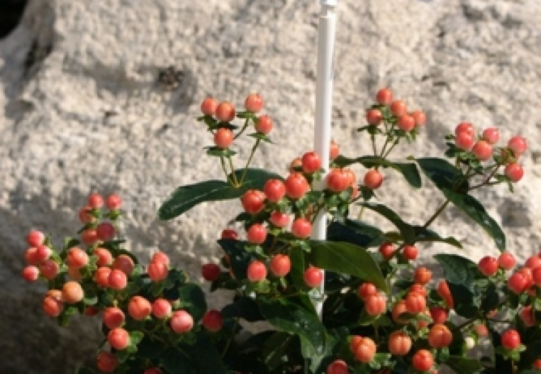 Rose Classic (Verriscla)