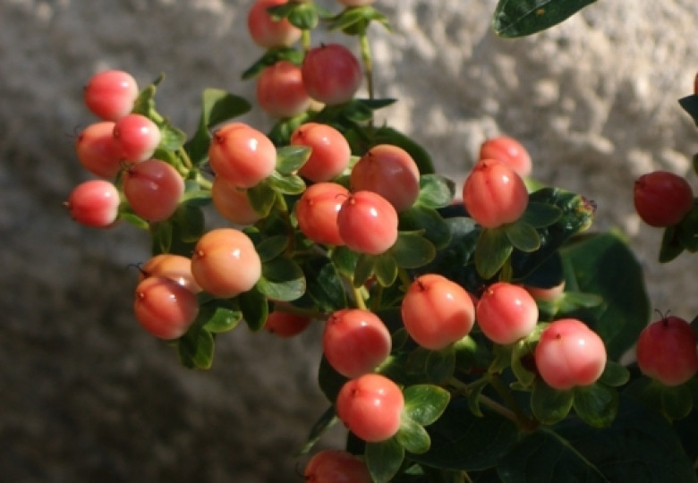 Rose Classic (Verriscla)